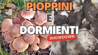 Funghi Dormienti e Pioppini 2024 quotTra Abeti Bianchi di Montagna e Pioppi Neri di Pianura quot 💊 [upl. by Niwri]