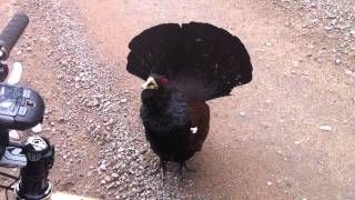 MAD CAPERCAILLIE AT ROTHIEMURCHUS [upl. by Watters]