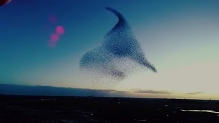 Murmuration of Birds droneview de dans van de Spreeuwen [upl. by Mattland]