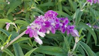 Mexikanischer StrauchSalbei Salvia leucantha Mexican Bush Sage Mexico Flowerpower Flower [upl. by Halik890]