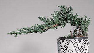 Quick basic beginners guide to Juniper tree care  Juniper bonsai tree care for beginners [upl. by Lemcke785]