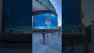 TUBARÃO Porto de Nassau Bahamas 3d virtualreality jaws [upl. by Nochur]