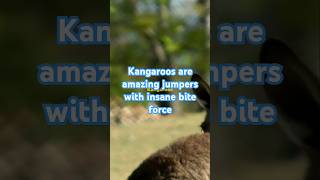 Kangaroos are fascinating animals with crazy jumping and bite force kangaroo kangaroos [upl. by Iad]