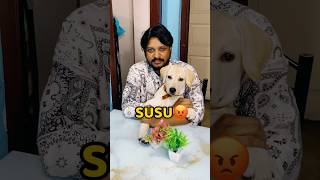 Pogo Dining Table Pe Susu Kar Diya😡😡 shorts vlog minivlog puppy labrador [upl. by Herstein424]