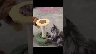 Adorable Maine Coon Kitten amp Cavoodle Puppy Duo [upl. by Dee]