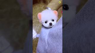 How to order a Pomeranian dog  Lily dog  Pomeranian dog  teacup dog trending shorts viral [upl. by Marlin850]