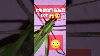 Beautiful Green Grasshopper 🦗 shorts grasshopper arachnid insects [upl. by Lizzy]