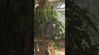 Sydney Zoo Nov 2024  Koalas love eating [upl. by Wystand]