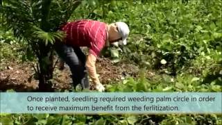 Oil Palm Plantation Operation  WEED CONTROL IN IMMATURE AREA [upl. by Hen]