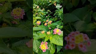 Lantana flower lantana flower nature plants kolkata [upl. by Adnohryt]