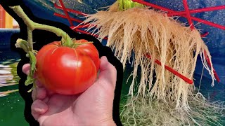 How to Grow Tomatoes in Containers [upl. by Keelia]