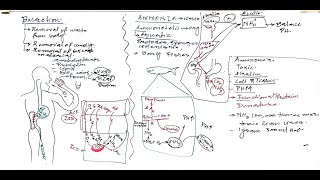 L01Ammonotelic Excretion [upl. by Reinhold155]