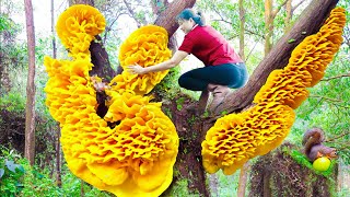 Surviving A Week in the Forest  Harvesting Dyshidrosis Root Goes to Market Sell  Lý Tiểu Luyến [upl. by Fe]