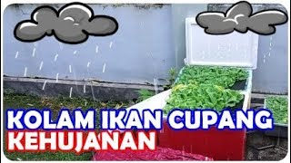 🔴 Kolam Pembesaran Ikan Cupang Kehujanan Bahaya Gak Yaaaa 🌧⛈ [upl. by Ahsiekram]