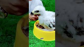 Rescued owl chick grows strong and takes flight 🦉🦉 [upl. by Inasah]