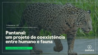 Projeto de coexistência entre humanos e fauna no Pantanal [upl. by Secunda]