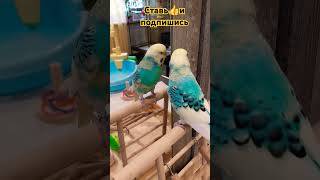 милота birds parakeet video vlog parrot cutefunny юмор смех приколы youtubeshorts pets [upl. by Banquer297]