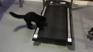 Watch the cat walk the treadmill catvideos cats letswalk k [upl. by Libbna]