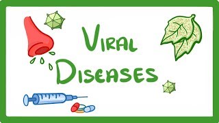 GCSE Biology  What Is a Virus  Examples of Viral Disease HIV Measles amp TMV 36 [upl. by Naened177]