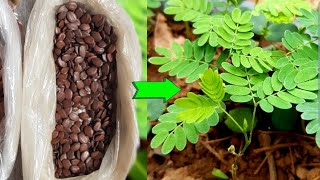 From seed to seedling How to plant Leucaena trees [upl. by Enitsyrk]