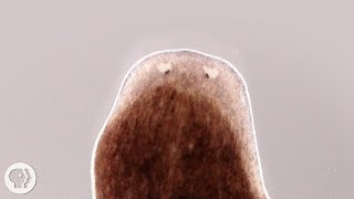 Want a Whole New Body Ask This Flatworm How  Deep Look [upl. by Ennaxor]