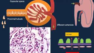 Renal Disorders I [upl. by Rheba]