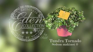 Sedum makinoi  Tundra Tornado [upl. by Tezzil]