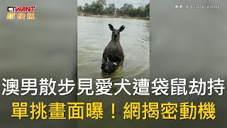 CTWANT 國際新聞  澳男散步見愛犬遭袋鼠劫持 單挑畫面曝！網揭密動機 [upl. by Cyb]