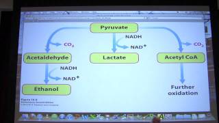 22 Biochemistry Glycolysis II Lecture for Kevin Aherns BB 450550 [upl. by Inobe466]