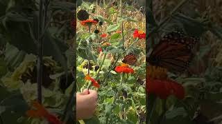 Fishkill Farms  NY  Woz Twin butterfly whisperer [upl. by Graig]