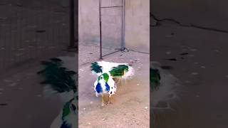 New Peacock Dance Video peacock shorts flute bgm music instrumental [upl. by Haggi]