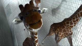 Best Funny Animals Team of giraffes practiced diving HQ [upl. by Airegin]