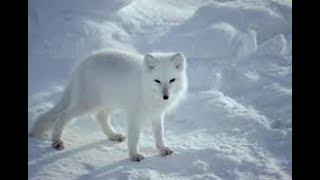 Arctic fox hunter of the arctic I National Geographic Documentary [upl. by Evilc]