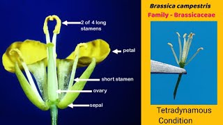 Brassica campestris  Dissection of Mustard flower  Family Cruciferae  Family Brassicaceae [upl. by Alfredo]