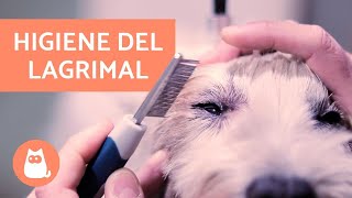 ¿Cómo limpiar el lagrimal de un perro  HIGIENE Y QUITAR MANCHAS [upl. by Avle]