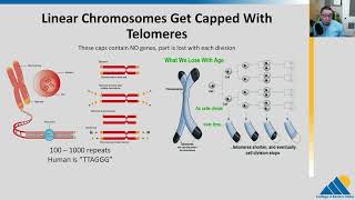 BIOL201 Ch145  DNA Replication in Eukaryotes [upl. by Eicram]