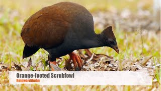 Orangefooted Scrubfowl Megapodius reinwardt  Reinwardthuhn 2 [upl. by Earle]