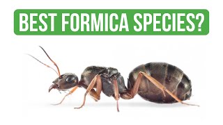 How To Care for Formica Cinerea  Care Guide  BRUMA Ants [upl. by Holman742]