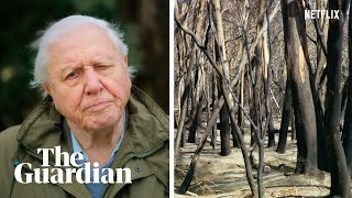 David Attenborough Netflix film looks at Australias bushfires and the climate crisis [upl. by Atnahsal]