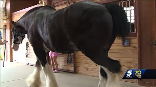 Worldfamous Clydesdales with a royal connection call Yukon home [upl. by Nnyre]