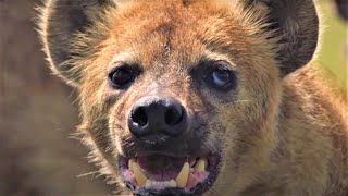 HairRaising Hyena Moments  BBC Earth [upl. by Sukramed]