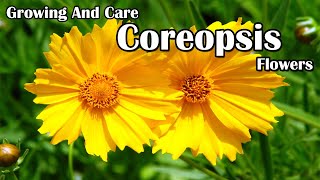 How To Grow and Care For Coreopsis Flowers [upl. by Leena]