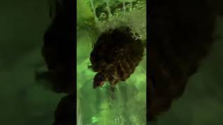 ASMR Morning Swim SplashTheeTurtle Splash Turtle Animals Swimming PetLife ASMR Pets [upl. by Easter238]