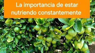 La importancia de estar nutriendo constantemente agricultura limón persa [upl. by Keven]