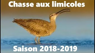 Chasse aux Limicoles Courlis cendré Courlis corlieu Pluvier doré Saison 20182019 [upl. by Ocsic932]