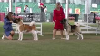 Akita Judging Sydney Royal 2015 [upl. by Arrehs]