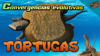 Convergencias evolutivas TORTUGAS  cachetes en dicinodontos [upl. by Thill523]