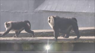 Mating Ritual of Lion tailed macaque [upl. by Vacla]