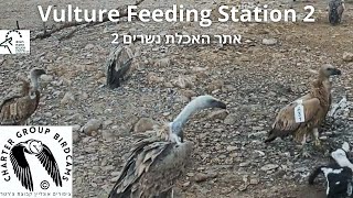 LIVE Vulture Feeding Station CAM 2Israel Nature and Parks AuthThe Charter Group of Wildlife Ecol [upl. by Asilec]