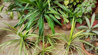 Pandanus Plant  Kewda Plant Propagation amp Caring Tips  HindiUrdu [upl. by Hake]